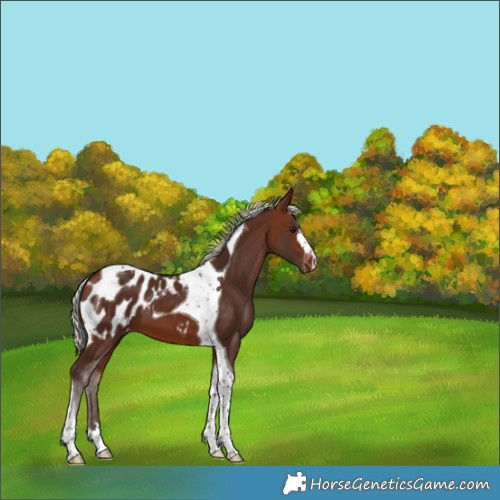Horse Color:Silver Brown Tobiano Appaloosa 