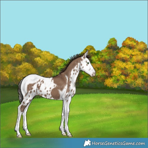 Horse Color:Liver Red Dun Sabino Splash Tobiano Skewed Appaloosa 