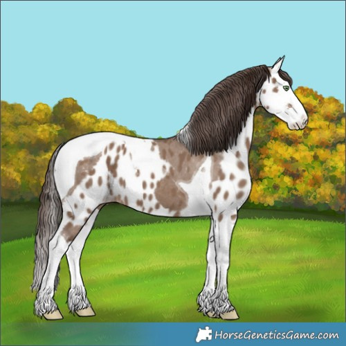 Horse Color:Liver Red Dun Sabino Splash Tobiano Skewed LP Spotted 
