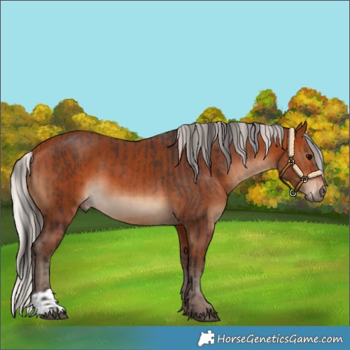 Horse Color:Bay and Silver Bay