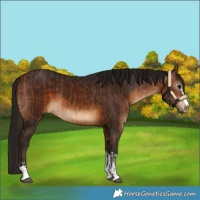 Horse Color:Bay  and Gray Bay 