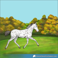 Horse Color:Liver Chestnut Splash Appaloosa Rabicano 