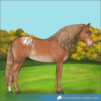 Horse Color:Chestnut  and Chestnut Blanket 