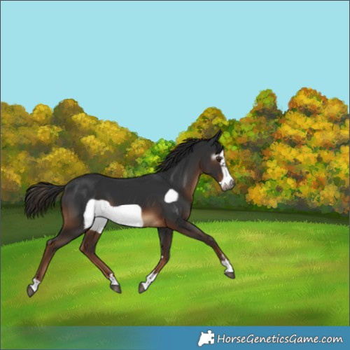 Horse Color:Gray Liver Chestnut Frame