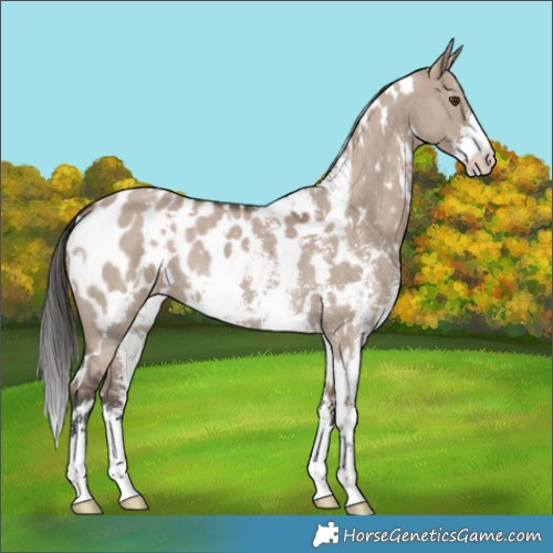 Horse Color:White Spotted Liver Red Dun Sabino Appaloosa