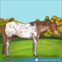 Horse Color:Chestnut Appaloosa  and Chestnut Tobiano Appaloosa 