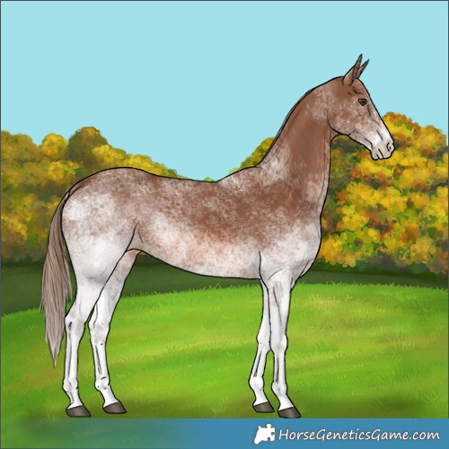 Horse Color:White Spotted Chestnut 