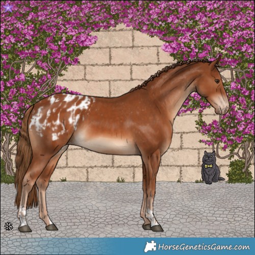 Horse Color:Chestnut  and Chestnut Blanket 