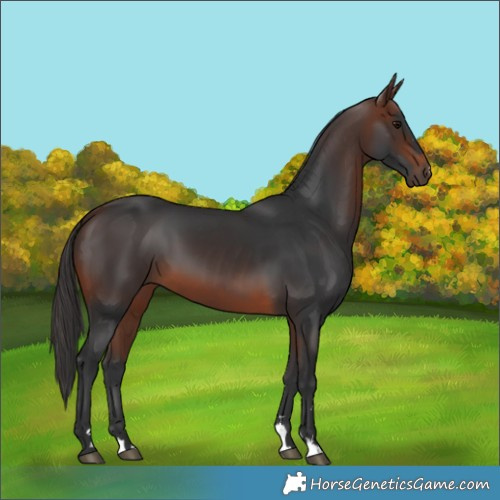 Horse Color:Brown 