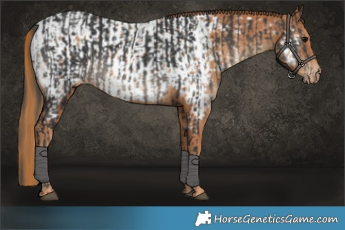 Horse Color:Black  and Chestnut Appaloosa 