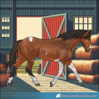 Horse Color:Bay Tobiano Rabicano 