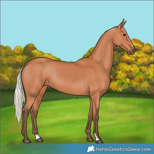 Horse Color:Silver Bay 
