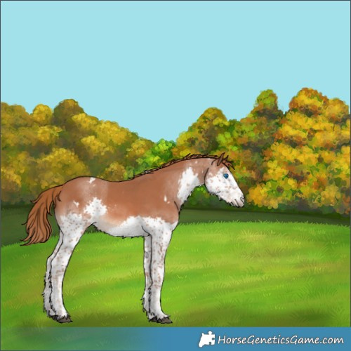 Horse Color:White Spotted Chestnut Sabino Splash