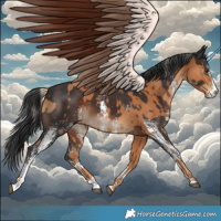 Horse Color:Chestnut  and White Spotted Brown 