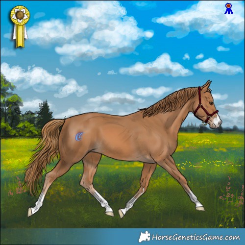 Horse Color:Chestnut 
