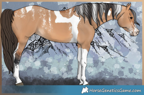 Horse Color:Powder White Bay Dun Tobiano 