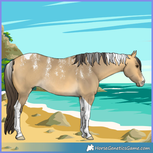 Horse Color:Powder White Buckskin Dun Tobiano Rabicano 