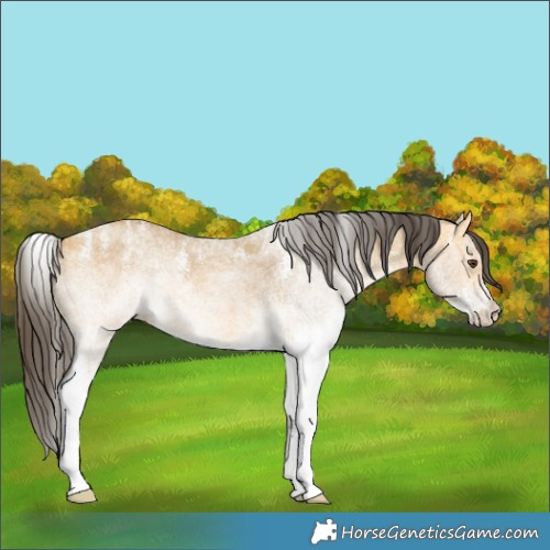 Horse Color:Powder White White Spotted Buckskin Dun 