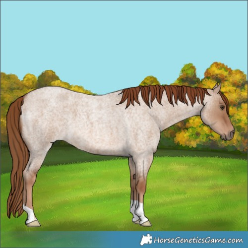 Horse Color:Red Dun Roan
