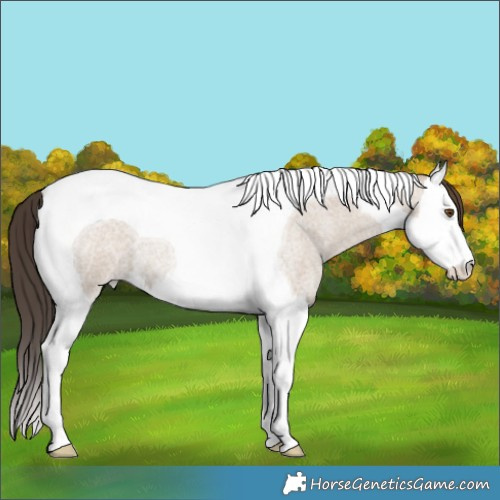 Horse Color:Classic Champagne Roan Dun Splash Tobiano 