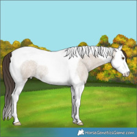 Horse Color:Classic Champagne Roan Dun Splash Tobiano