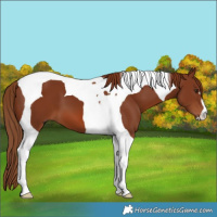 Horse Color:Chestnut Tobiano