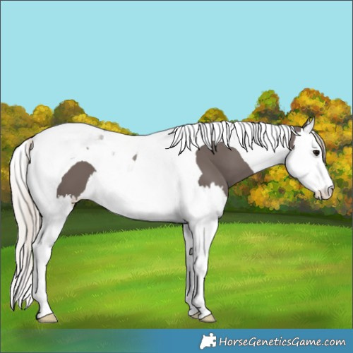 Horse Color:Silver Black Splash Tobiano