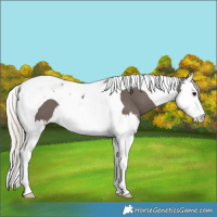 Horse Color:Silver Black Splash Tobiano 