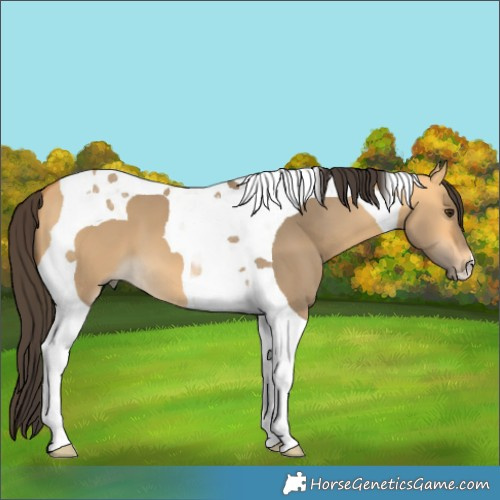 Horse Color:Buckskin Dun Tobiano