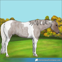 Horse Color:Silver Blue Roan Tobiano 