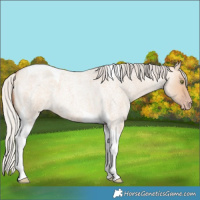 Horse Color:Silver Amber Champagne Roan Dun Tobiano 