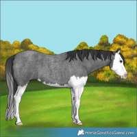 Horse Color:Blue Roan Splash 