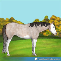 Horse Color:Bay Roan Dun Splash 
