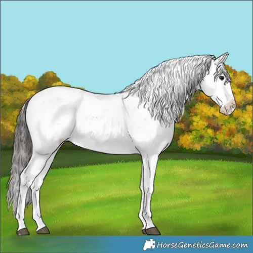Horse Color:Bay Sabino 