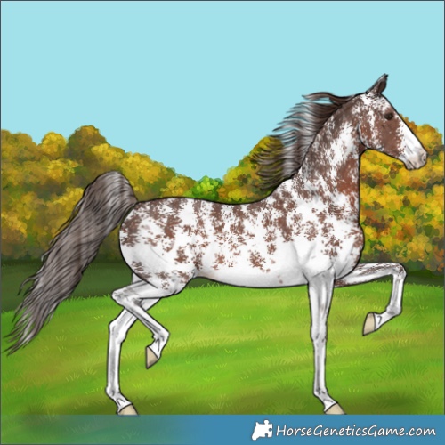 Horse Color:Liver Chestnut Sabino 
