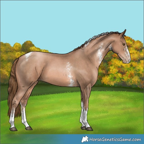 Horse Color:Liver Chestnut Pearl Sabino Tobiano 