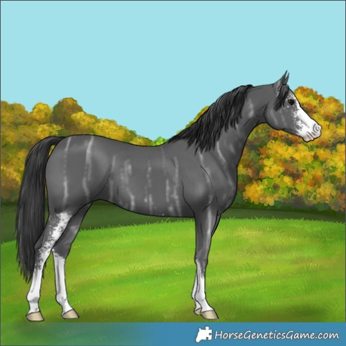 Horse Color:Black Ice Sabino 