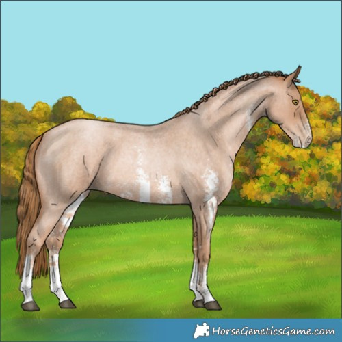 Horse Color:Red Roan Pearl Sabino 