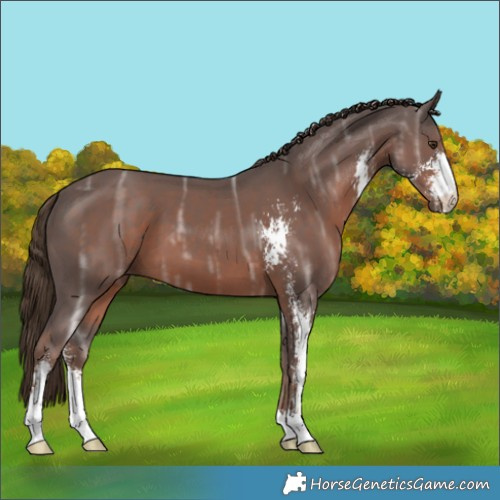Horse Color:Liver Chestnut Ice Sabino 
