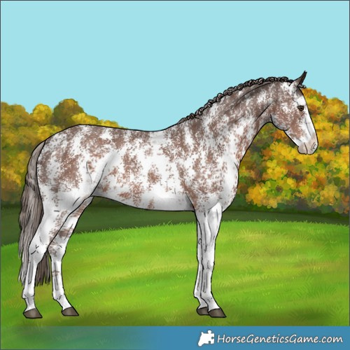 Horse Color:Liver Chestnut Sabino 