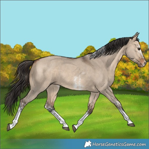 Horse Color:Bay Dun Sabino Tobiano 