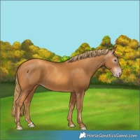 Horse Color:Gray Gold Champagne 