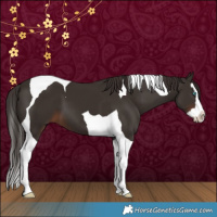 Horse Color:Liver Chestnut Splash Tobiano