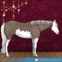 Horse Color:Silver Black Splash 