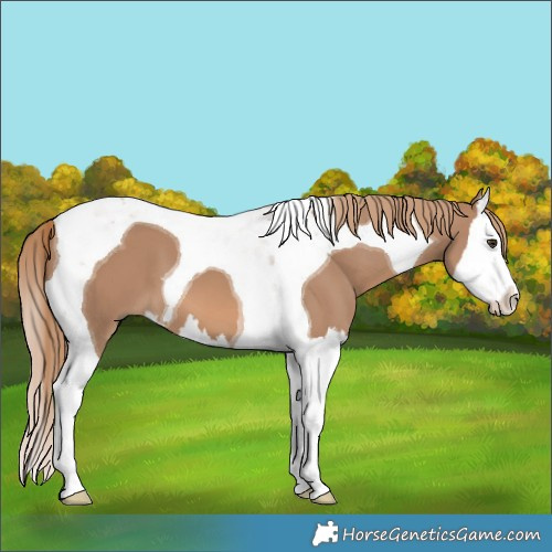 Horse Color:Red Dun Splash Tobiano 