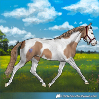 Horse Color:Red Dun Splash Tobiano