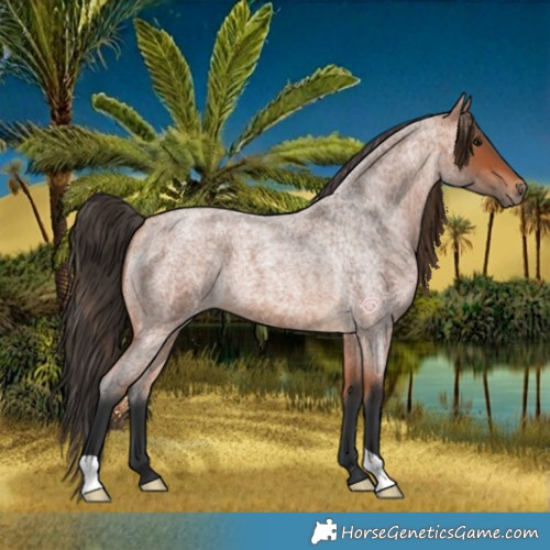 Horse Color:Bay Roan 