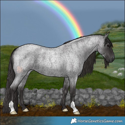 Horse Color:Smoky Blue Roan 