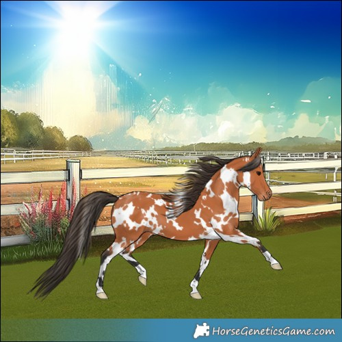 Horse Color:White Spotted Bay 