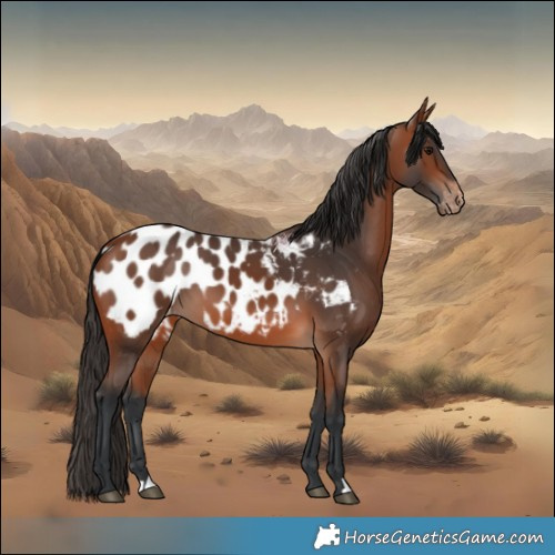 Horse Color:Bay Blanket 